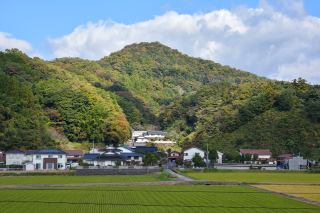 ¦϶褫鸫