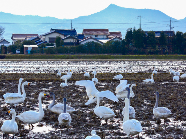 ��Ļ�η��������ʿ��ι��ڤ��Ĥ�ܤ���ˤ���