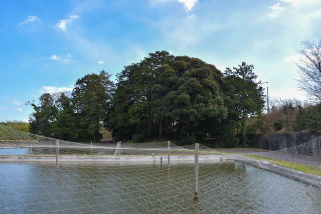 �ɥ��祦���ܿ��Ӥθ��������Τ�������